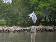 Reiher