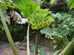 Planque