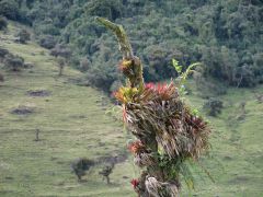 Papallacta
