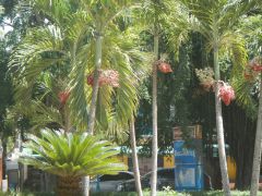 Boca Chica Park