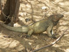 Las Salinas Leguan