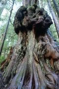 Avatar Grove
