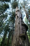 Avatar Grove